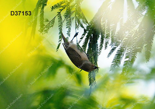 Double-collared Seedeater (Sporophila caerulescens)